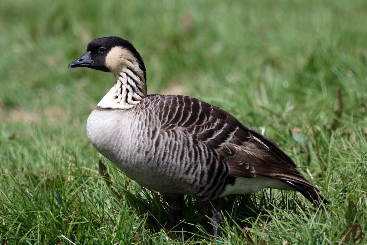 Hawaiian Goose - ML642776058