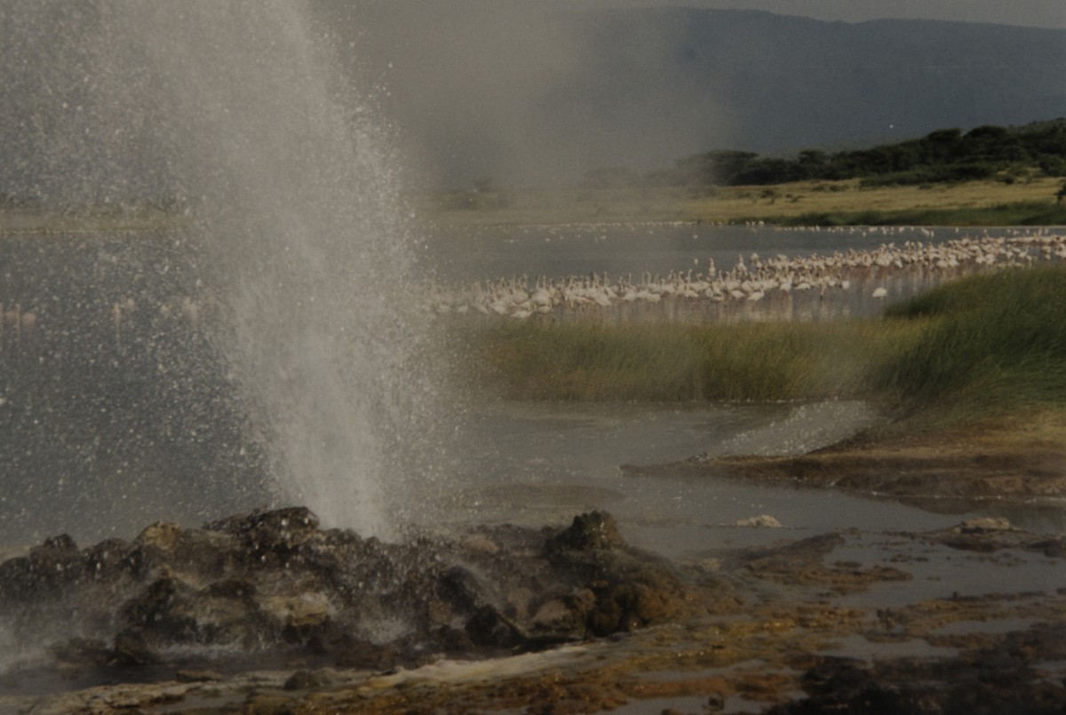 Lesser Flamingo - ML642776067