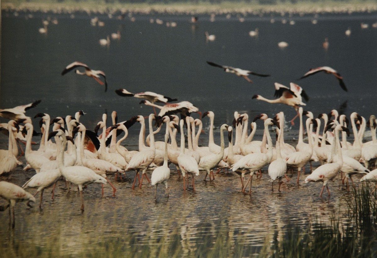 Lesser Flamingo - ML642776068