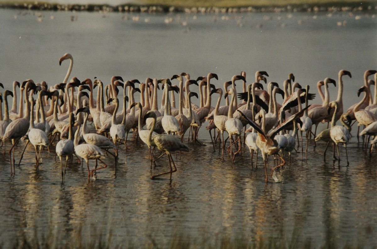 Lesser Flamingo - ML642776069