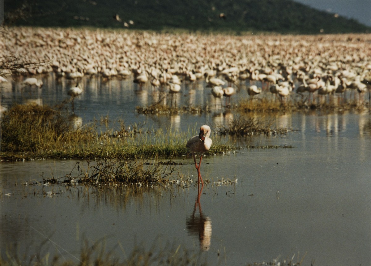 Lesser Flamingo - ML642776070