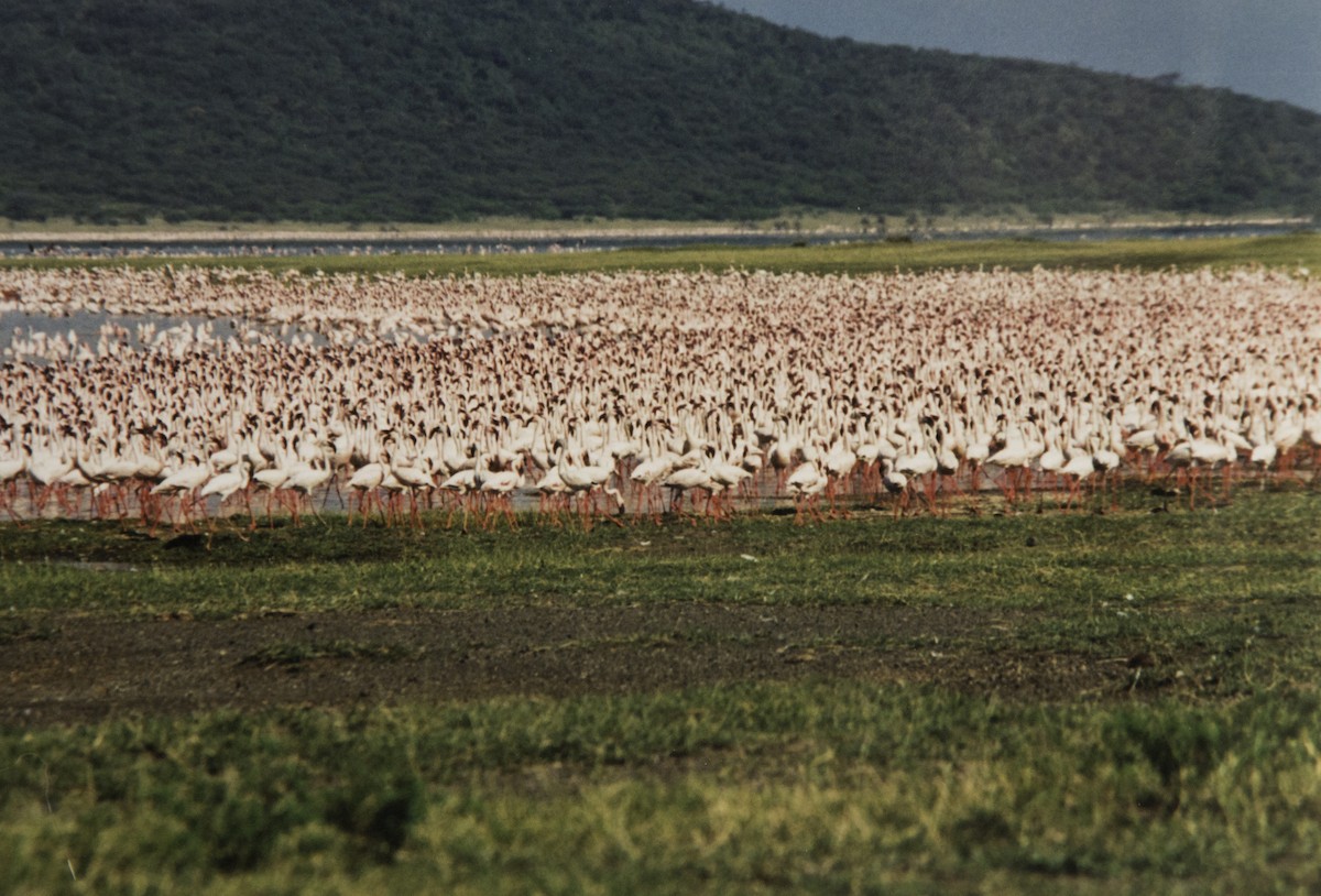 Lesser Flamingo - ML642776071