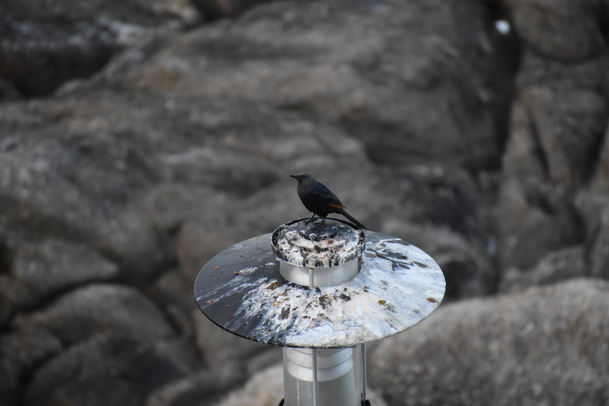 Red-winged Starling - ML642776084