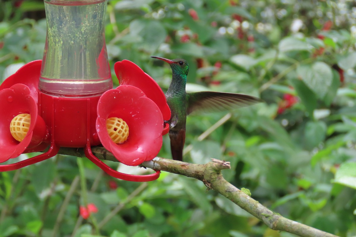 Rufous-tailed Hummingbird - ML642776092
