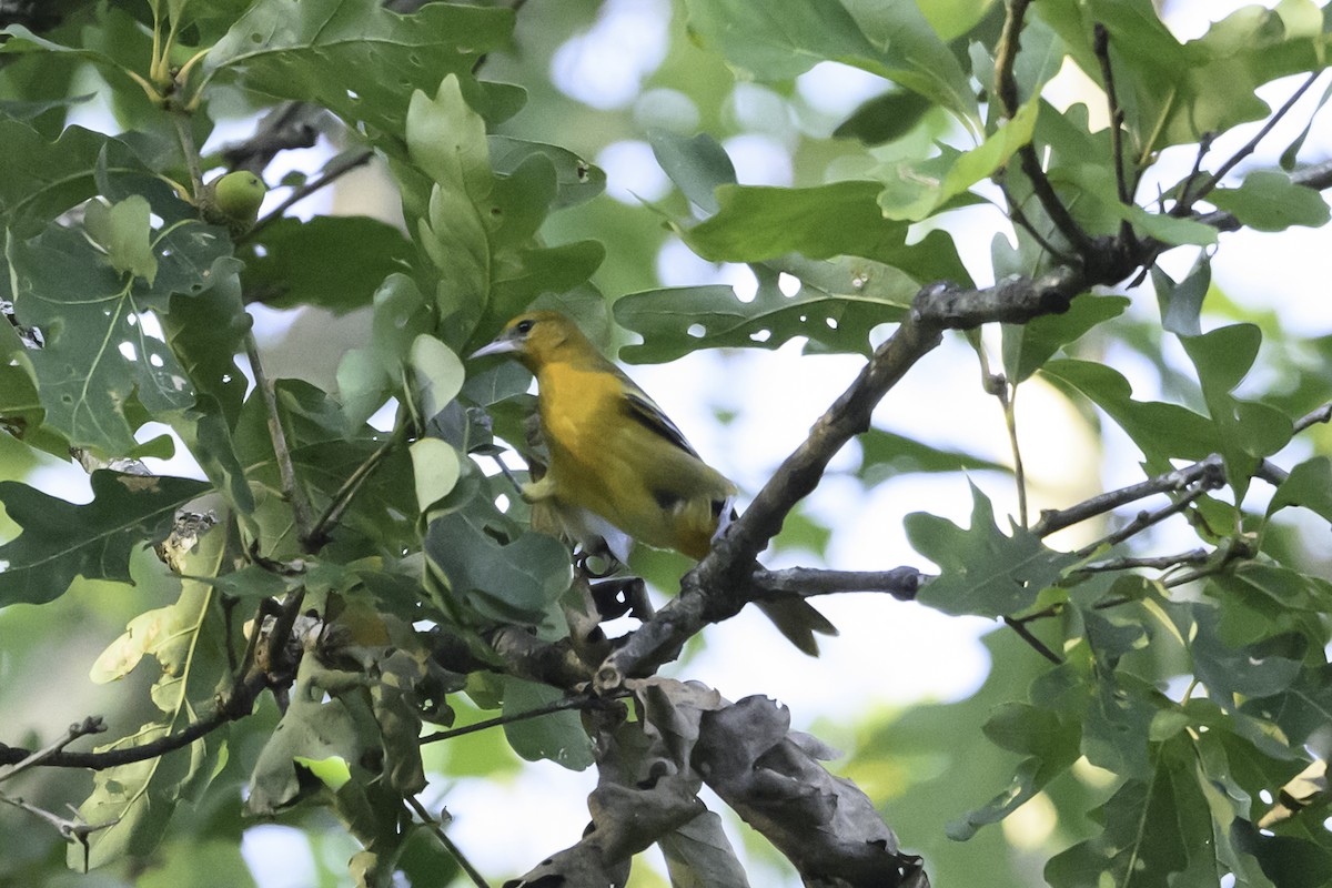 Baltimore Oriole - ML642776102