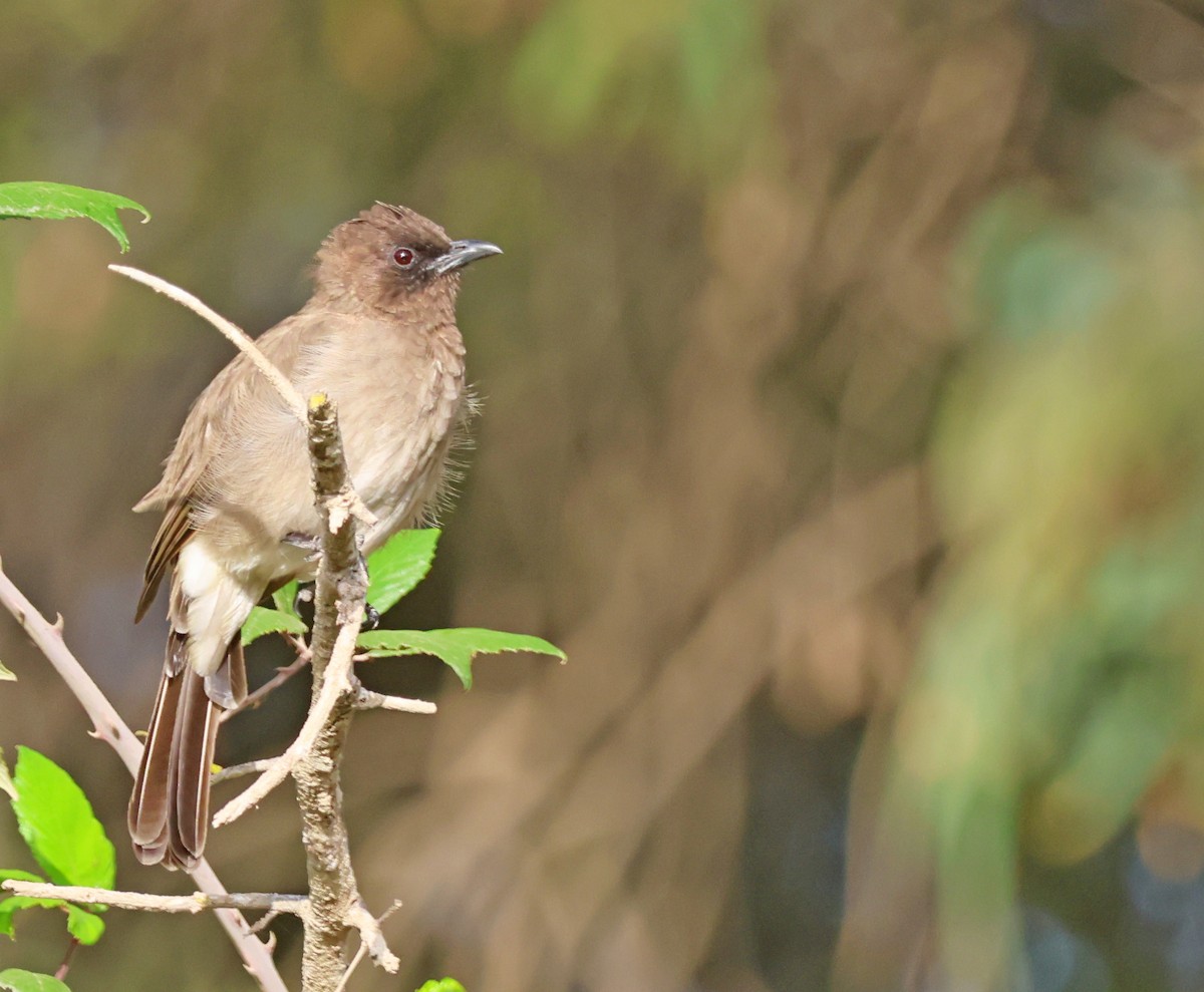 Bulbul arrunta - ML642776109