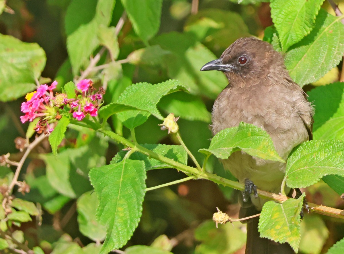 Bulbul arrunta - ML642776110
