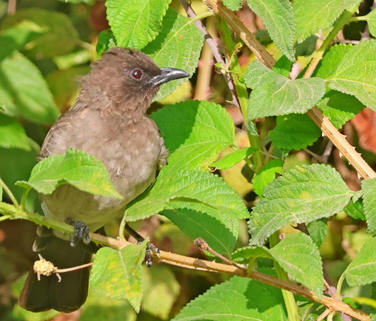 Bulbul arrunta - ML642776111