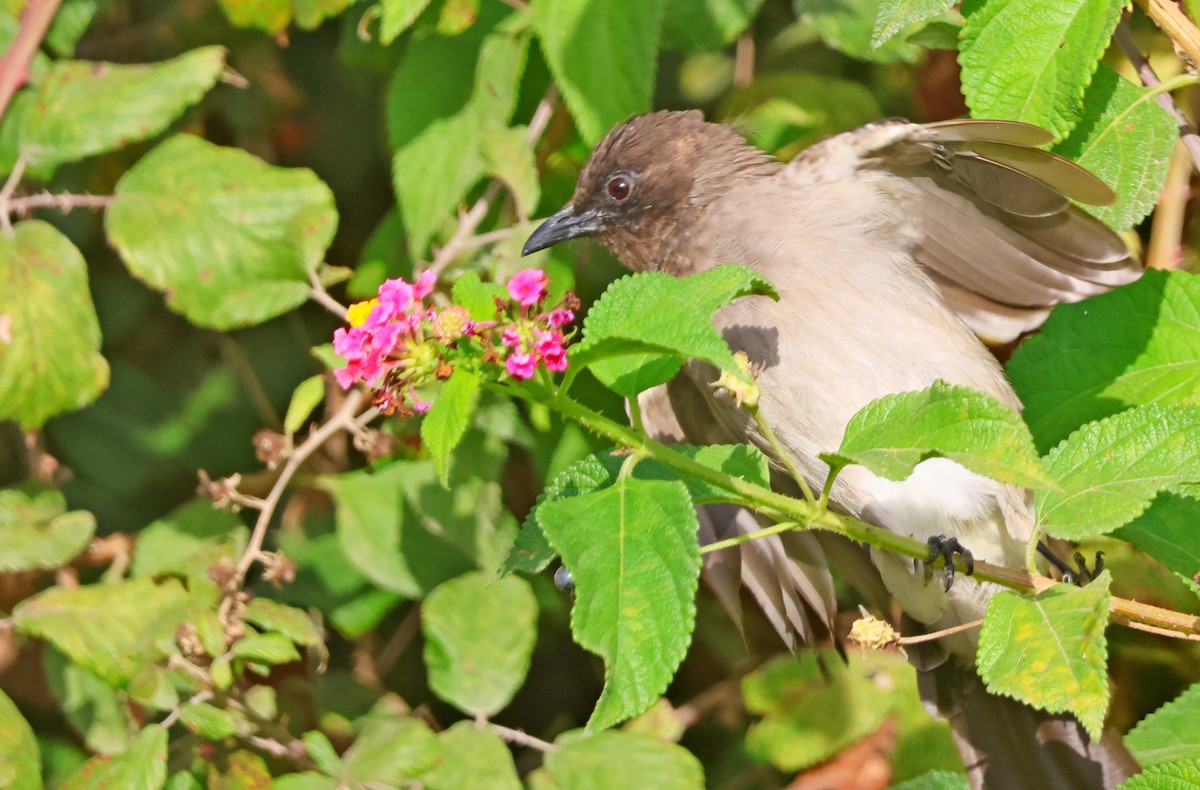 Bulbul arrunta - ML642776112