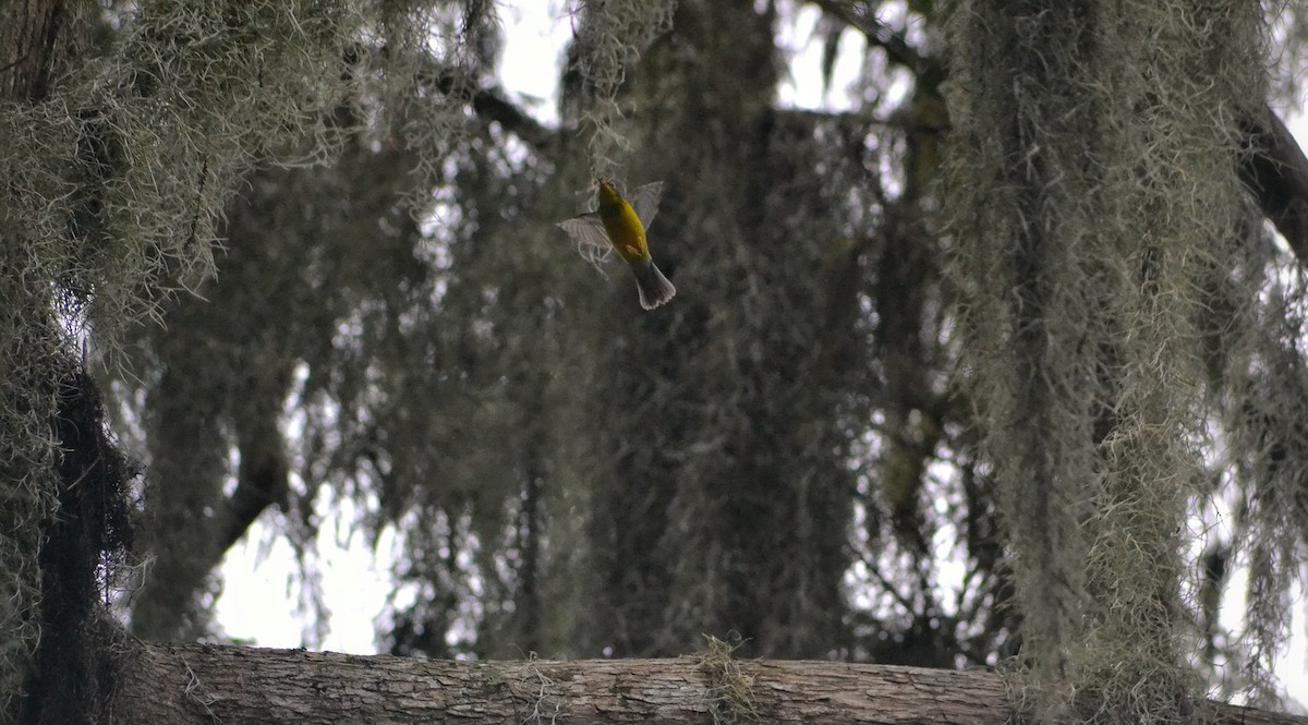 Canada Warbler - ML642776113