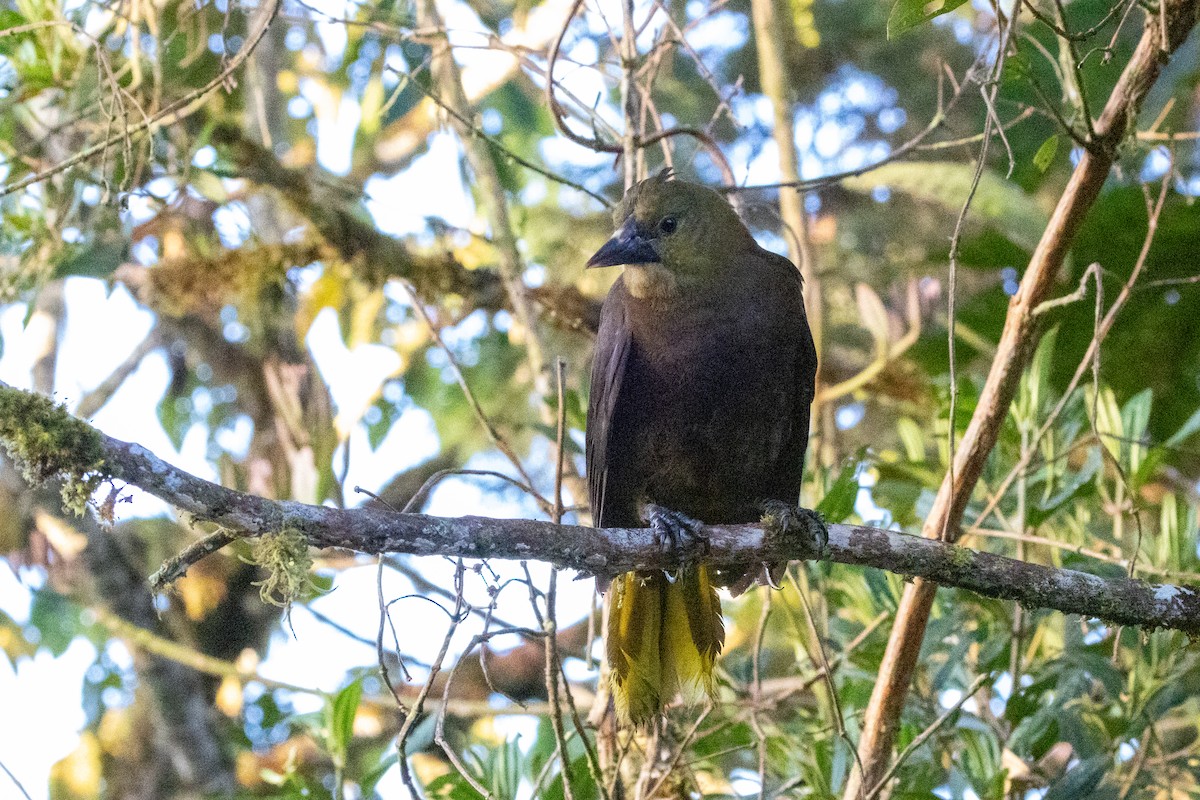 Russet-backed Oropendola - ML642776120