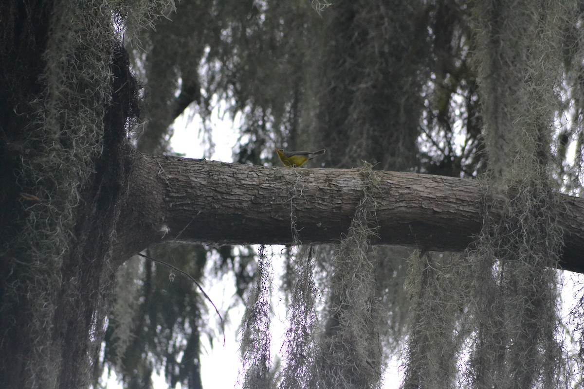 Canada Warbler - ML642776125