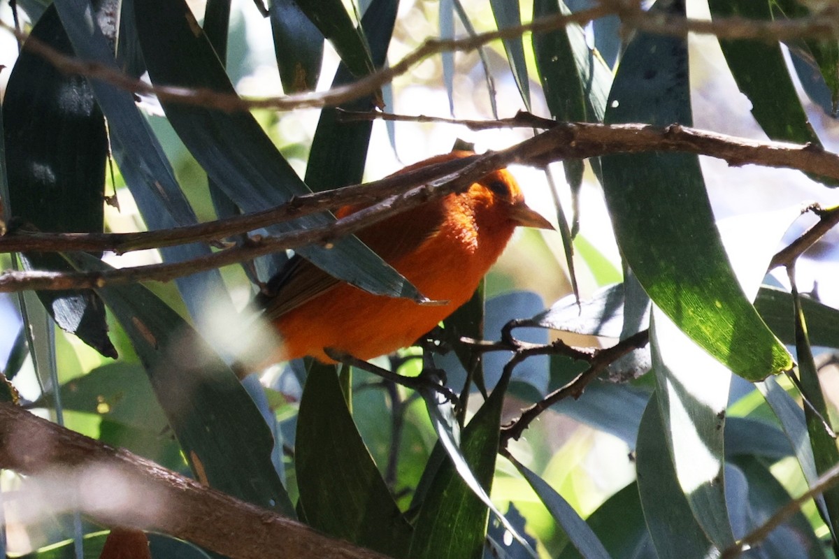Hawaii-Akepakleidervogel - ML642776151