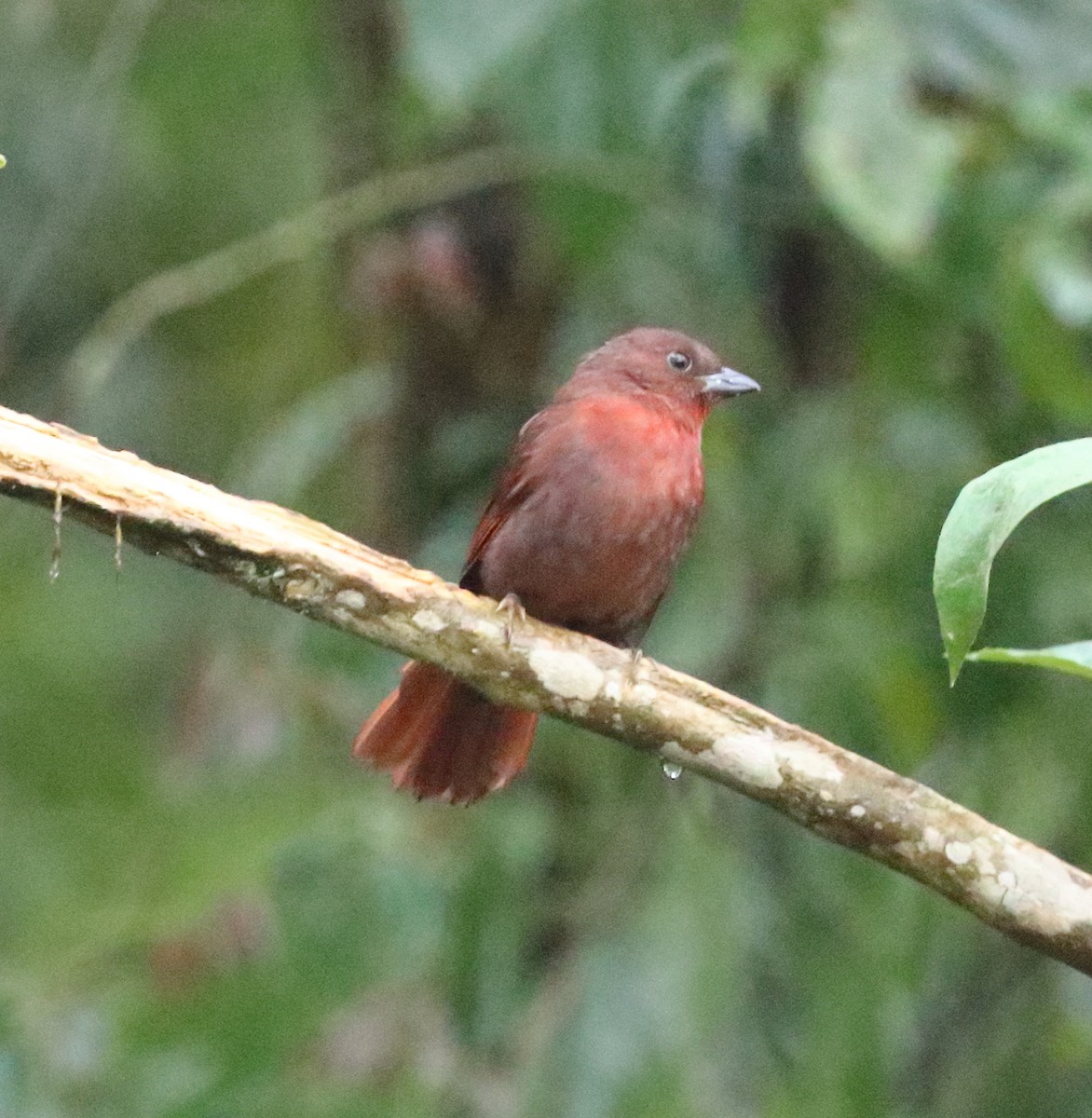 Red-crowned Ant-Tanager - ML642776175