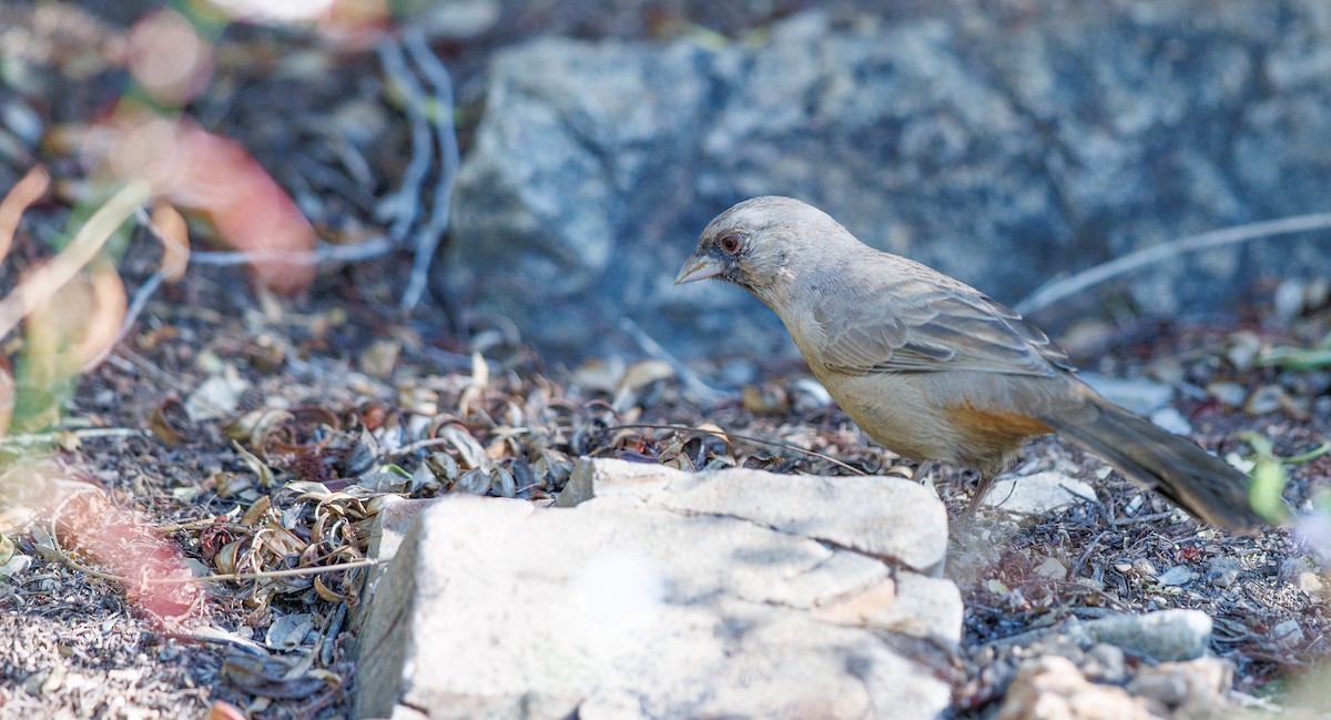 Abert's Towhee - ML642776182