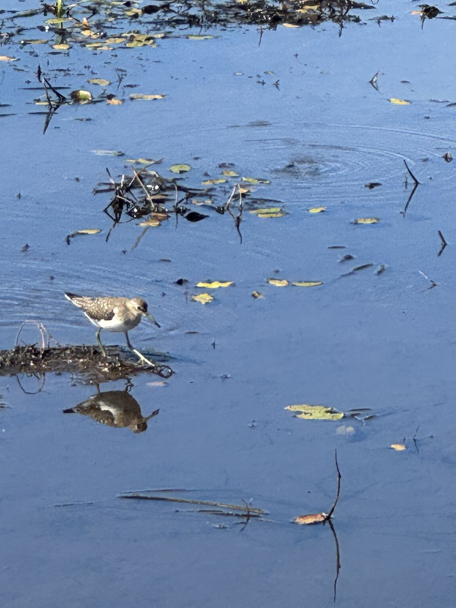 Solitary Sandpiper - ML642776184