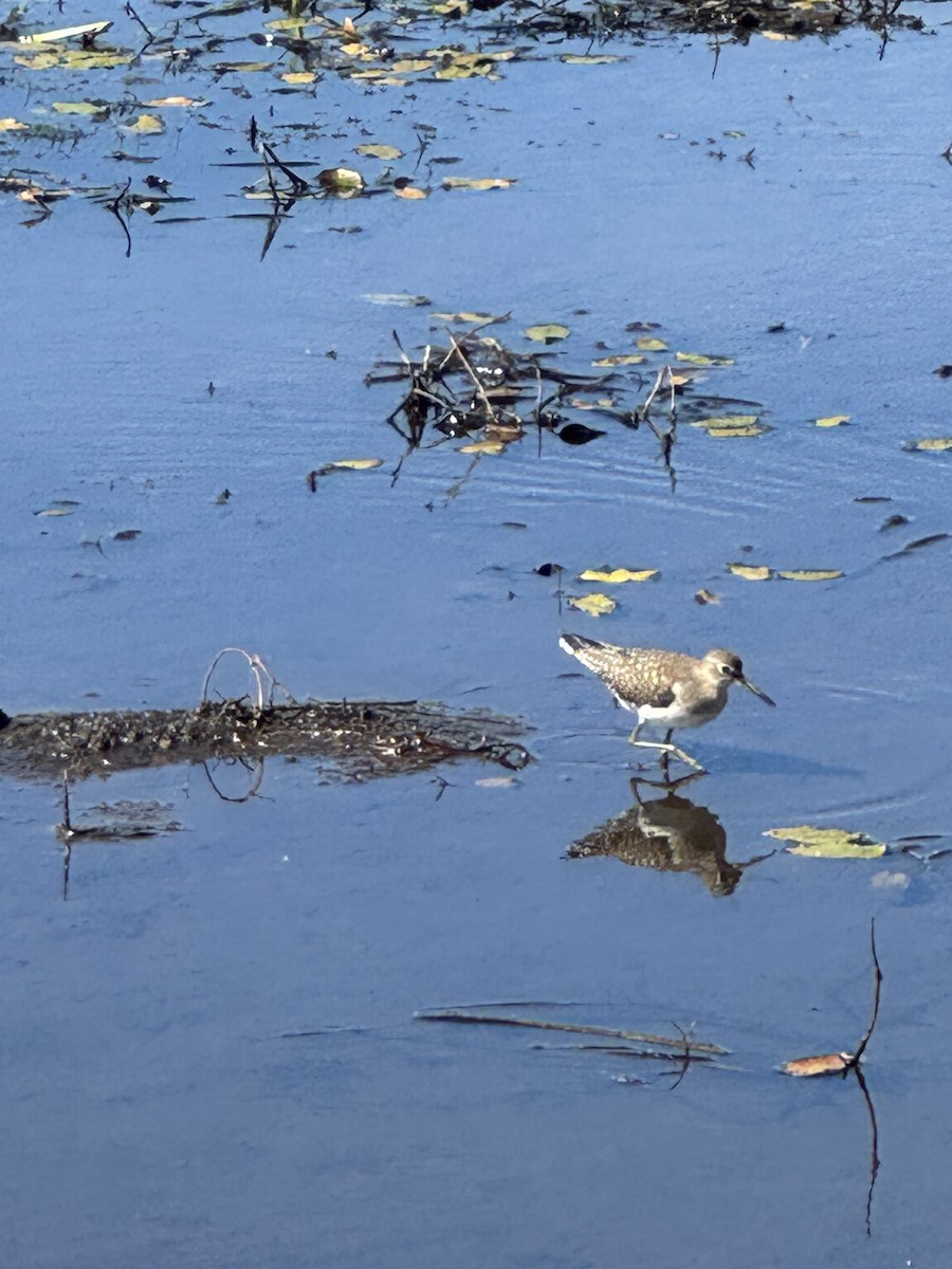 Solitary Sandpiper - ML642776185
