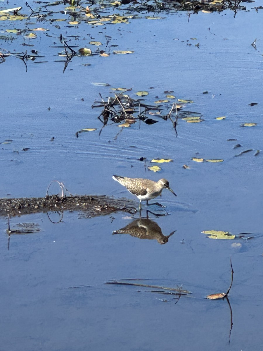 Solitary Sandpiper - ML642776186