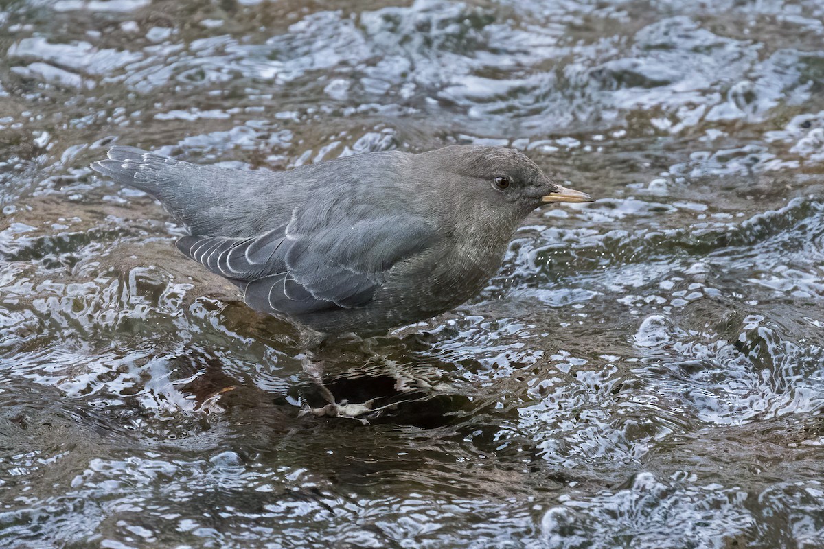 American Dipper - ML642776192