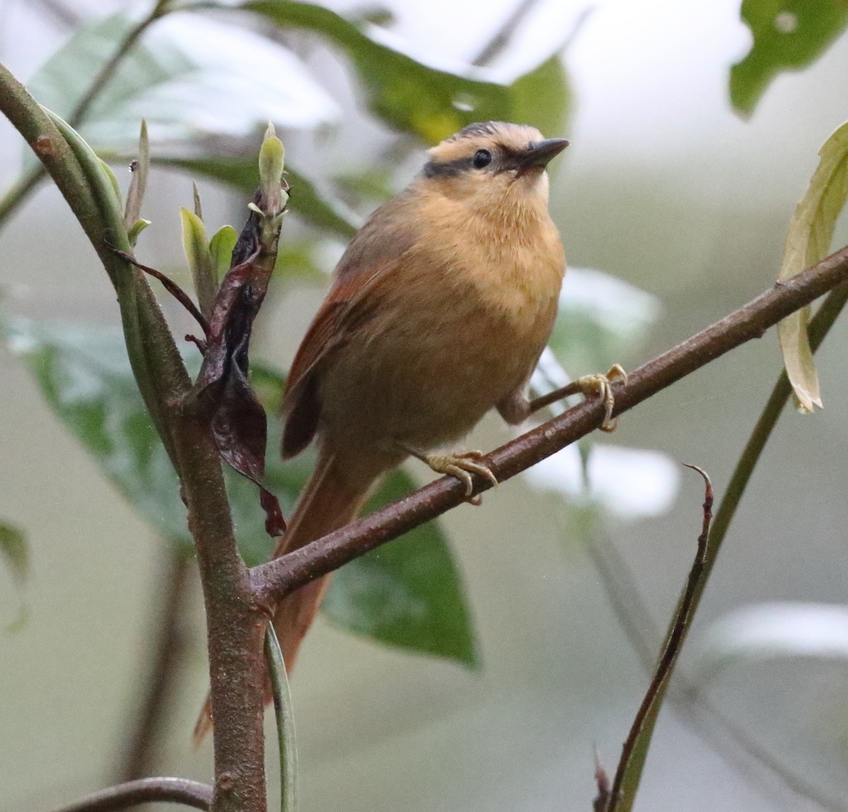 Buff-fronted Foliage-gleaner - ML642776198