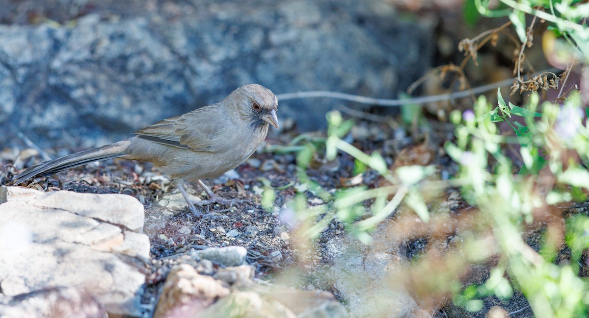 Abert's Towhee - ML642776216