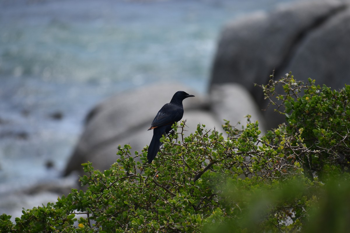 Red-winged Starling - ML642776217