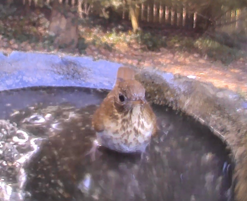 Veery - ML642776231