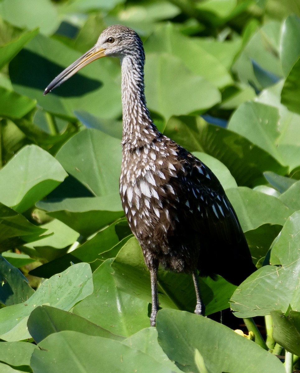 Limpkin - ML642776232