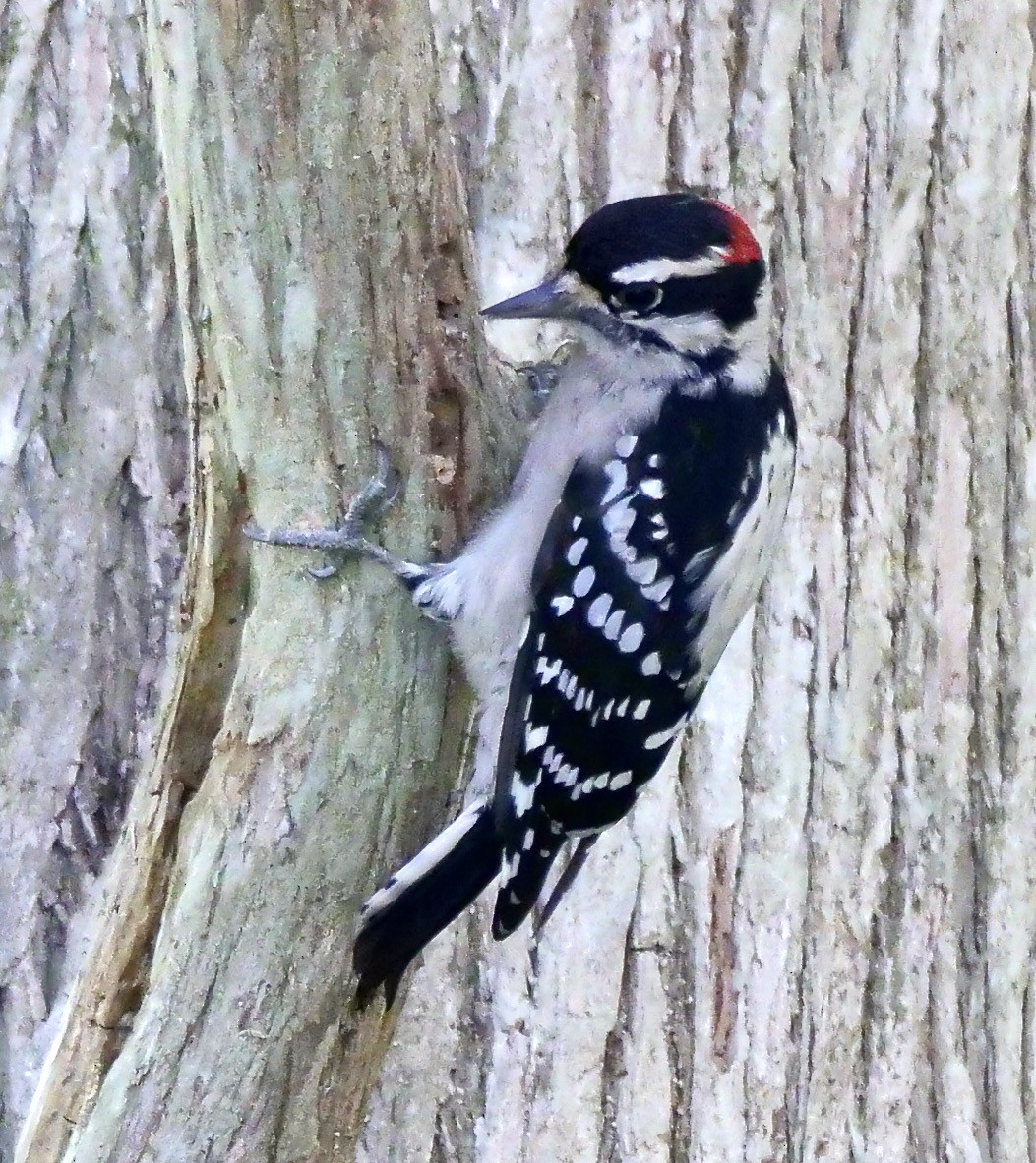 Downy Woodpecker - ML642776254