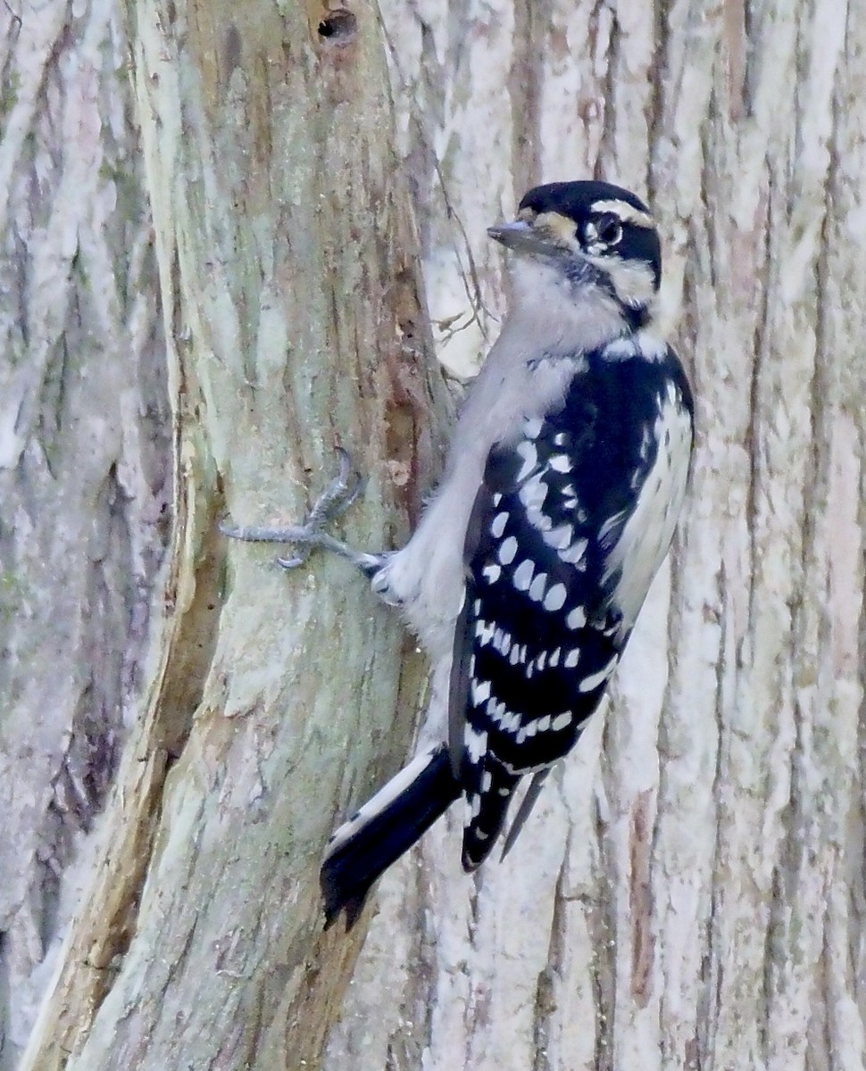 Downy Woodpecker - ML642776255