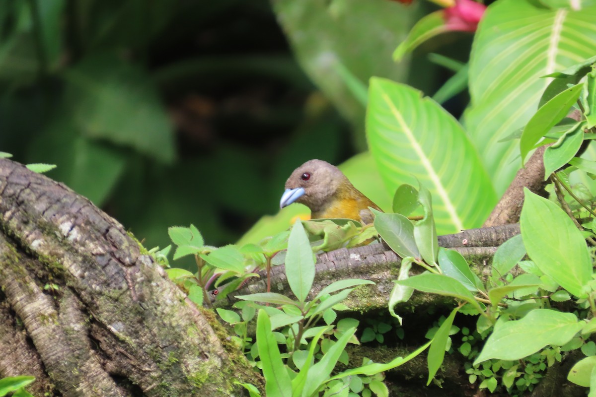 Scarlet-rumped Tanager (Passerini's) - ML642776260