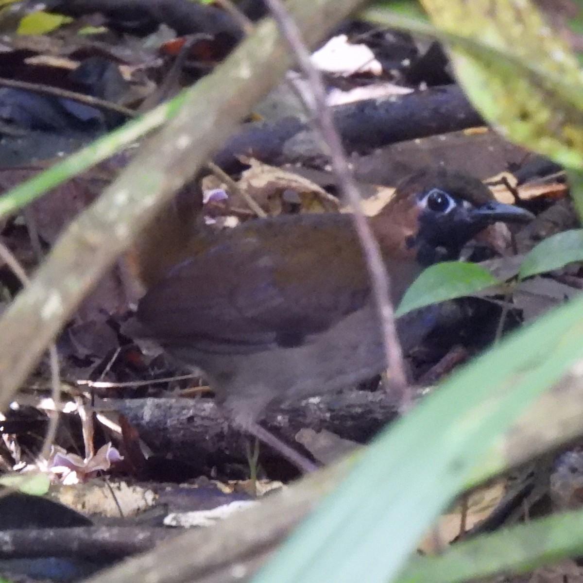 Black-faced Antthrush - ML642776264