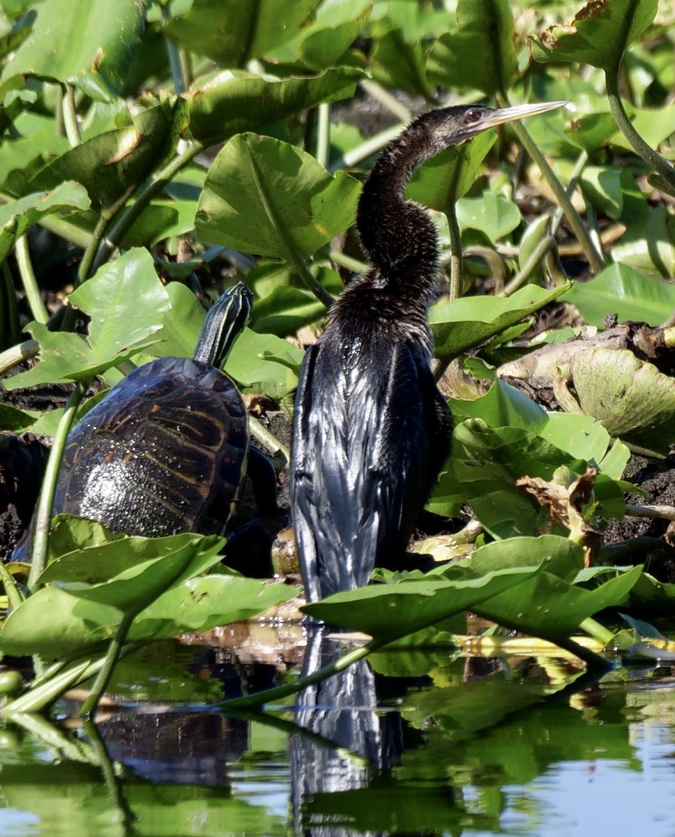 Anhinga - ML642776271
