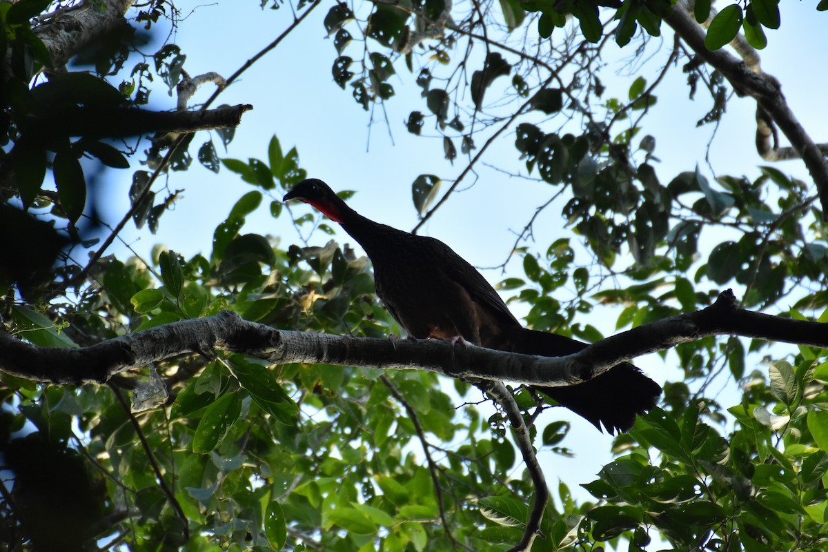 Spix's Guan - ML642776272