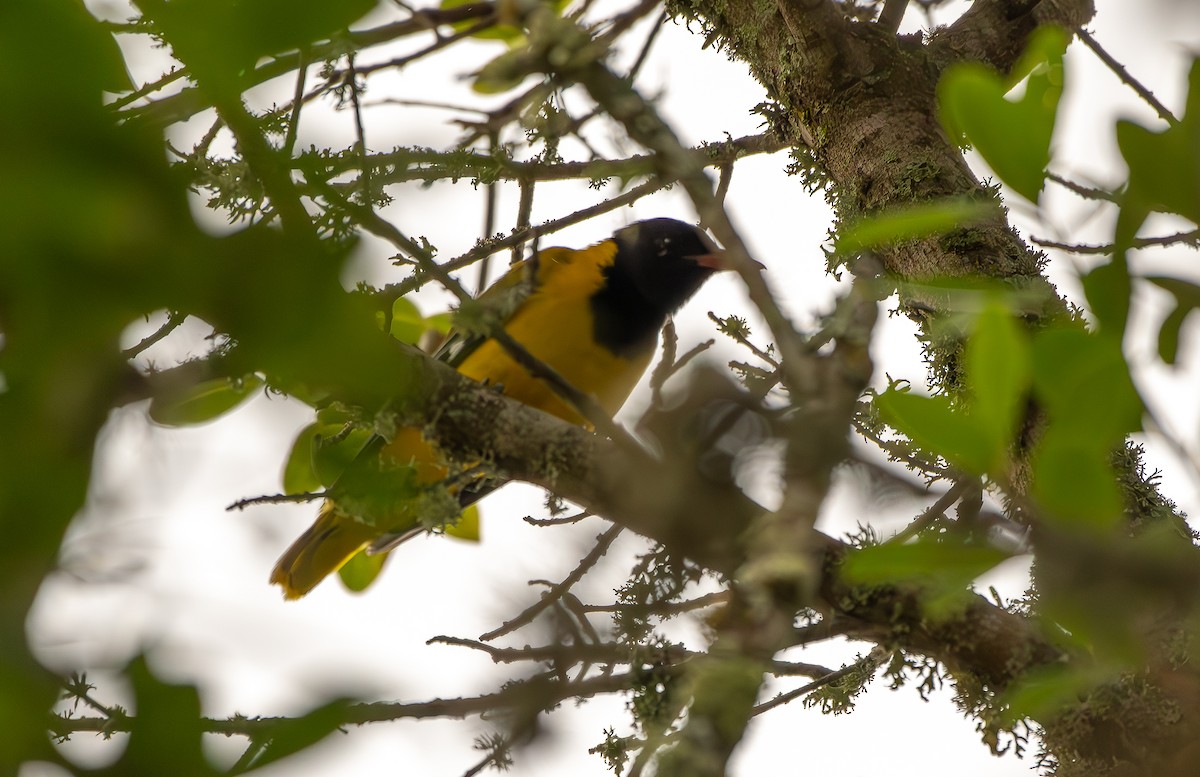 African Black-headed Oriole - ML642776274