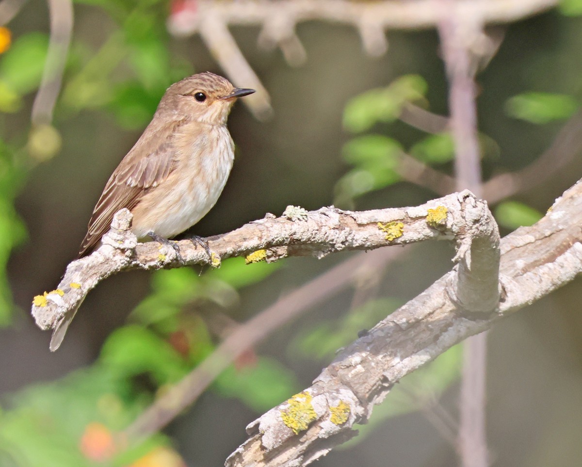 Euli-txori grisa - ML642776278