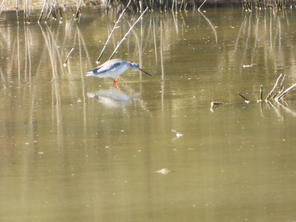 Spotted Redshank - ML642776279