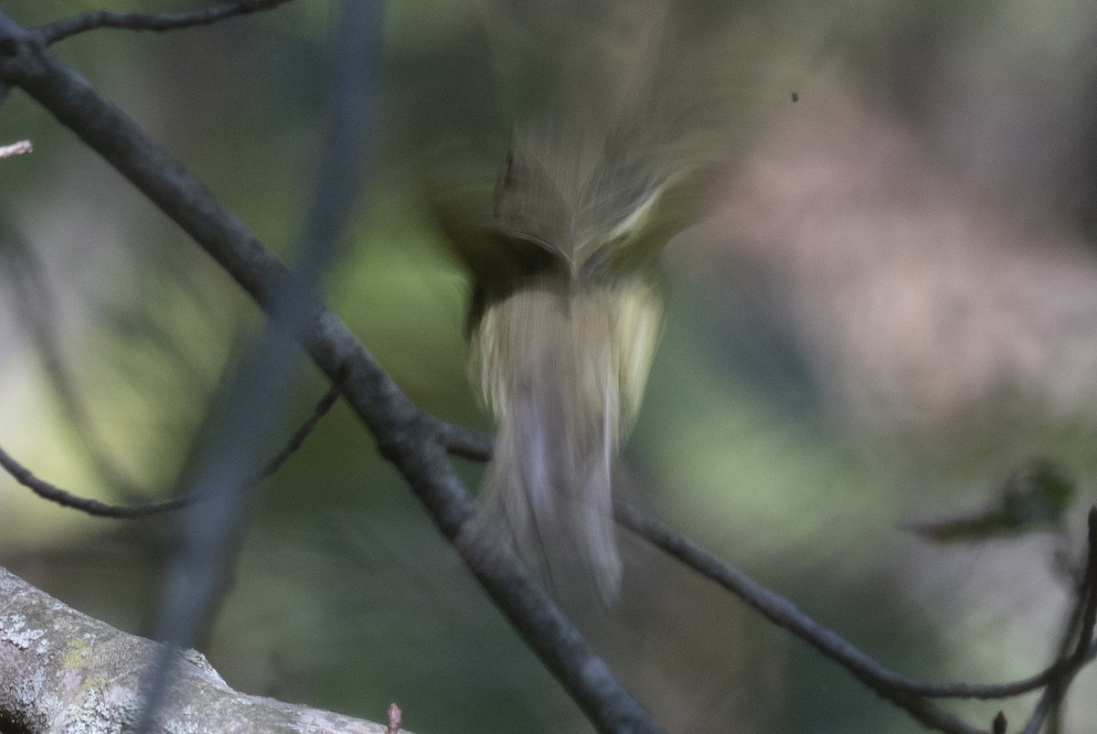 Yellow-bellied Flycatcher - ML642776289