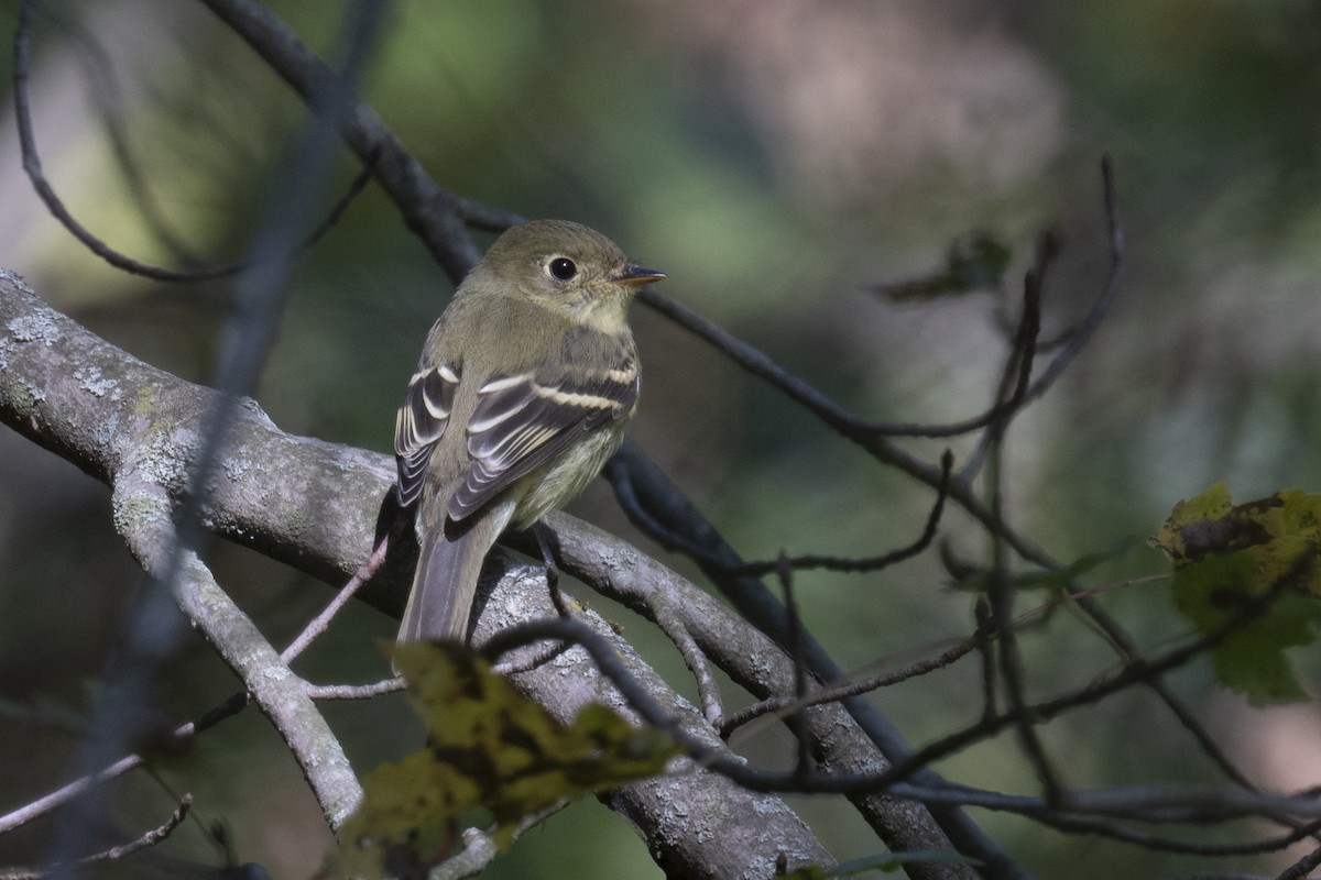 Yellow-bellied Flycatcher - ML642776291
