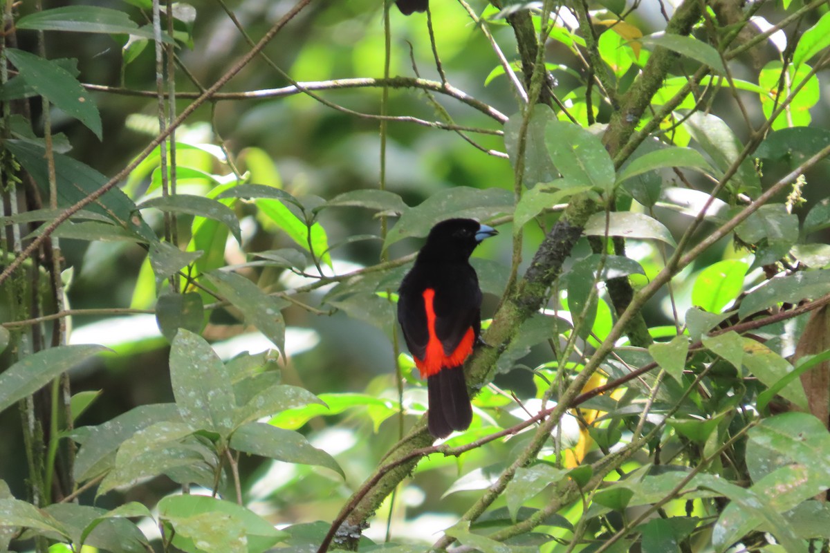 Scarlet-rumped Tanager (Passerini's) - ML642776301