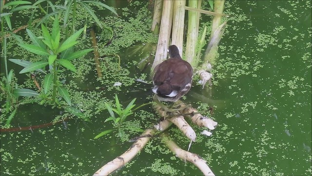 Common Gallinule - ML642776308