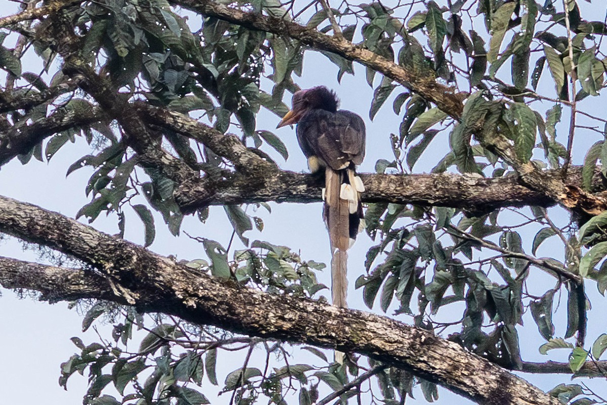 Helmeted Hornbill - ML642776326