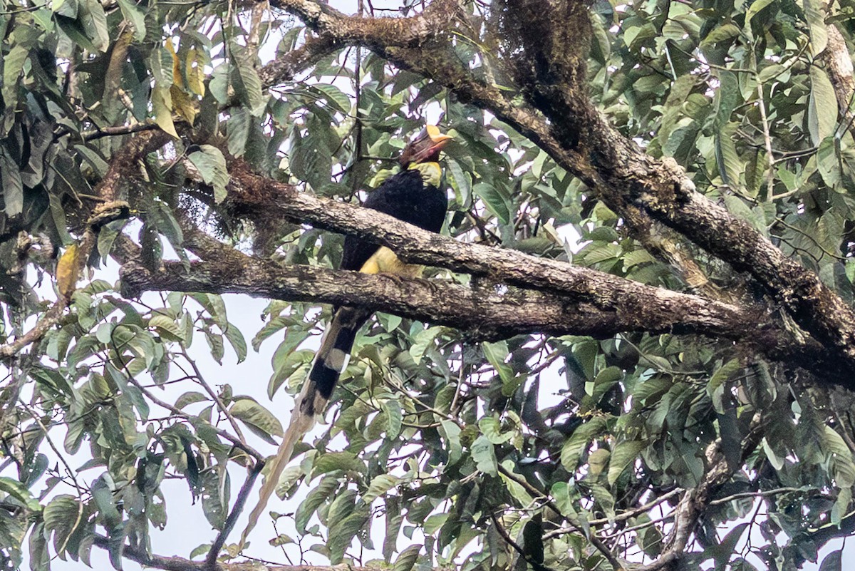 Helmeted Hornbill - ML642776327