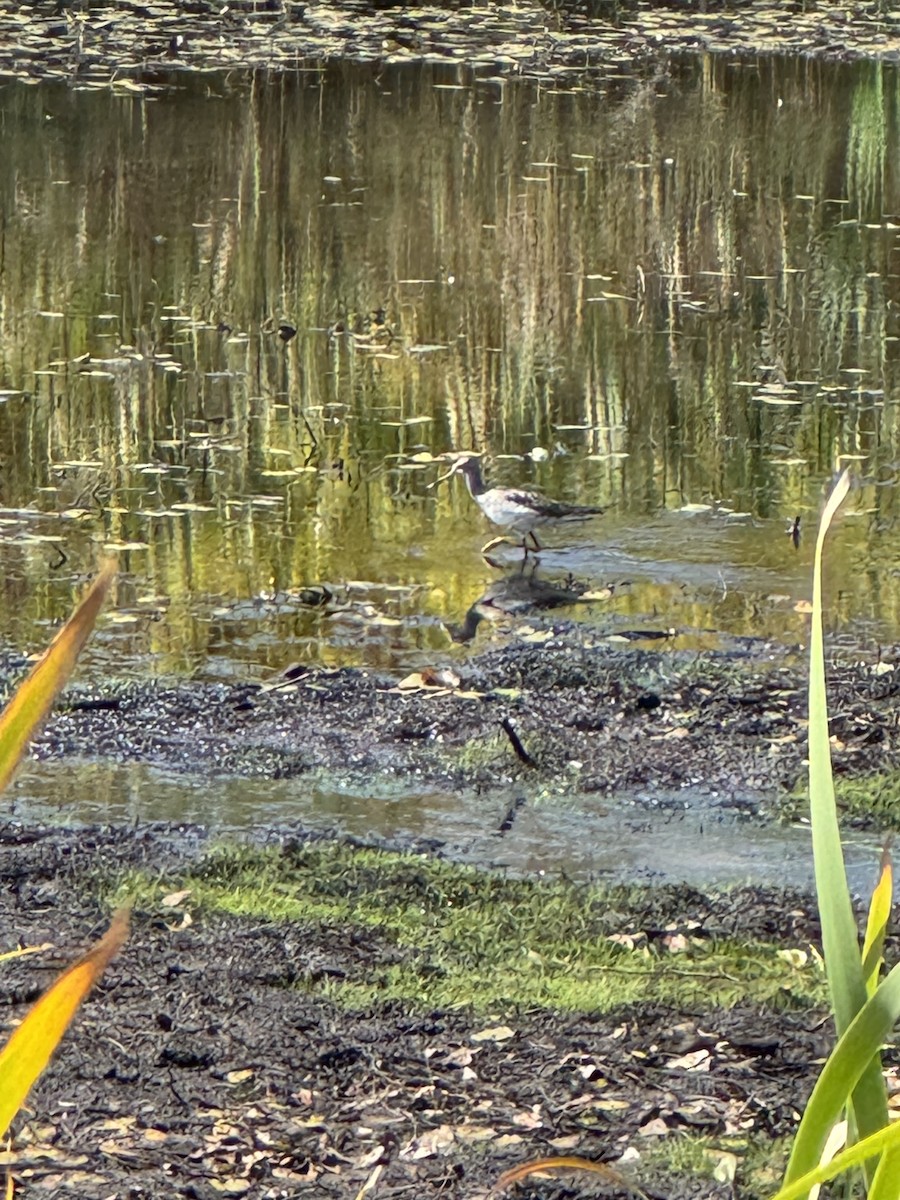 Greater Yellowlegs - ML642776333