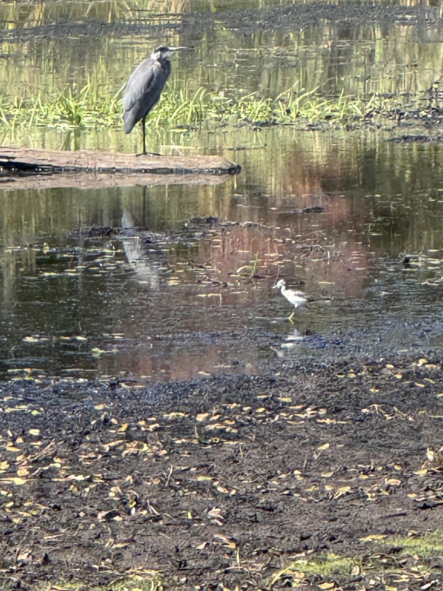 Greater Yellowlegs - ML642776334