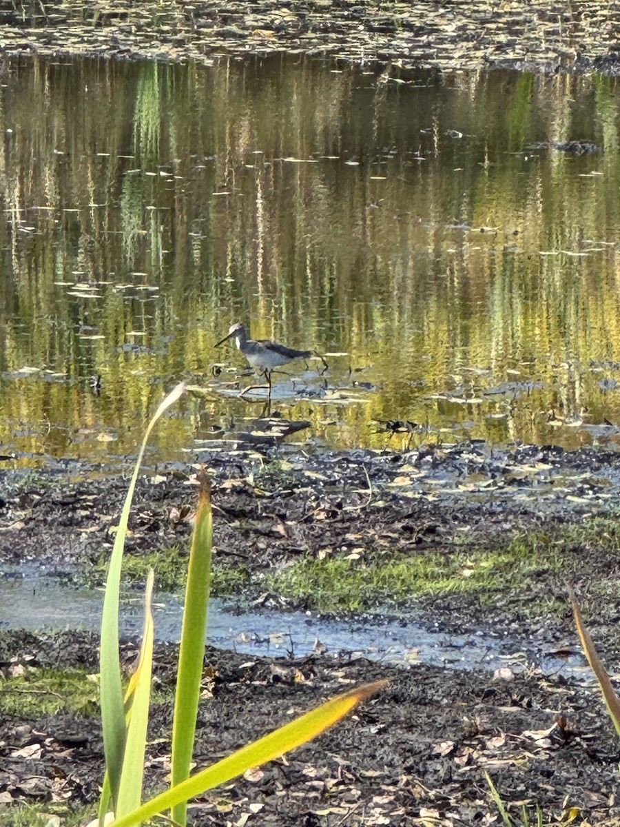 Greater Yellowlegs - ML642776335