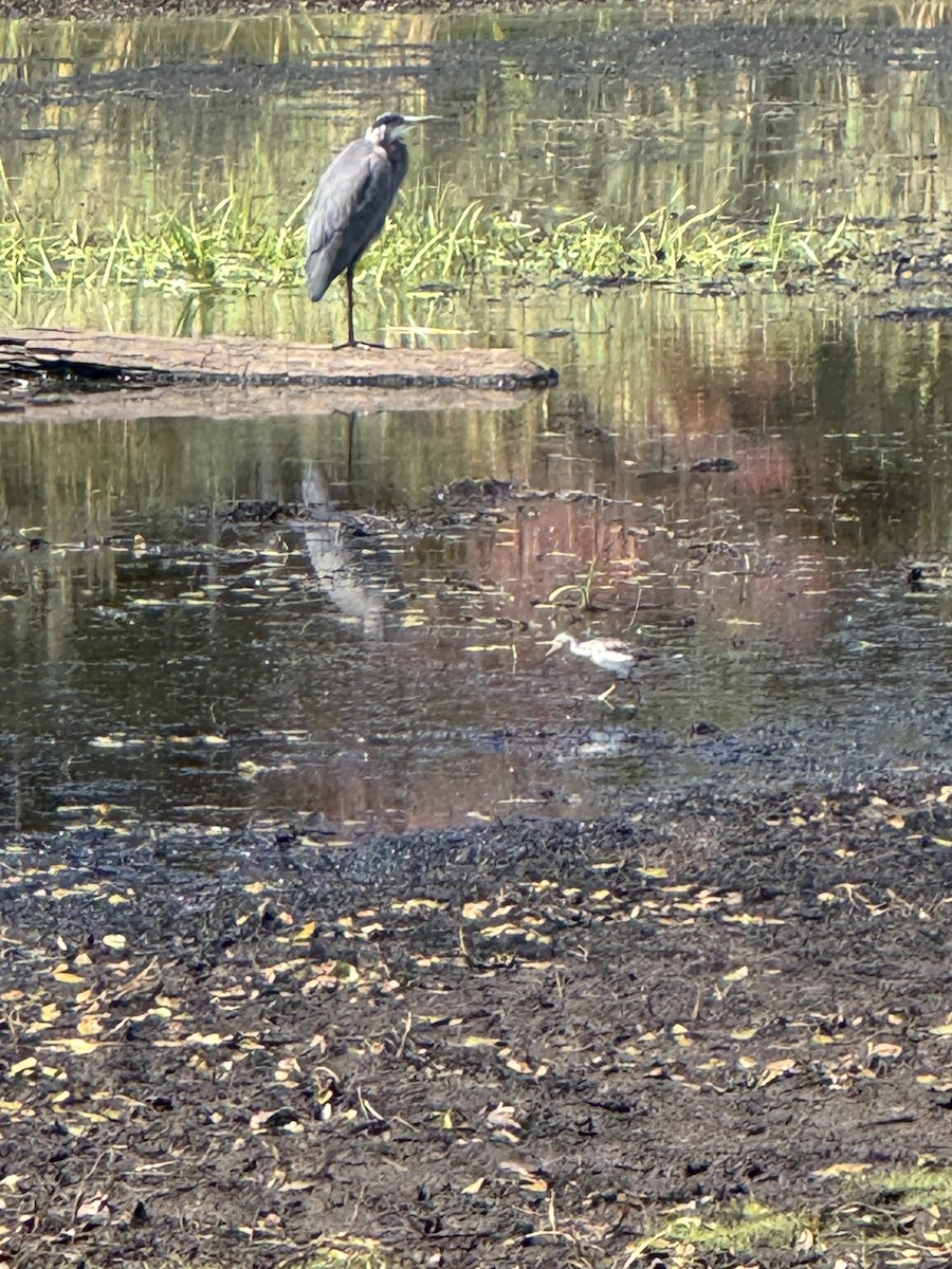 Greater Yellowlegs - ML642776336