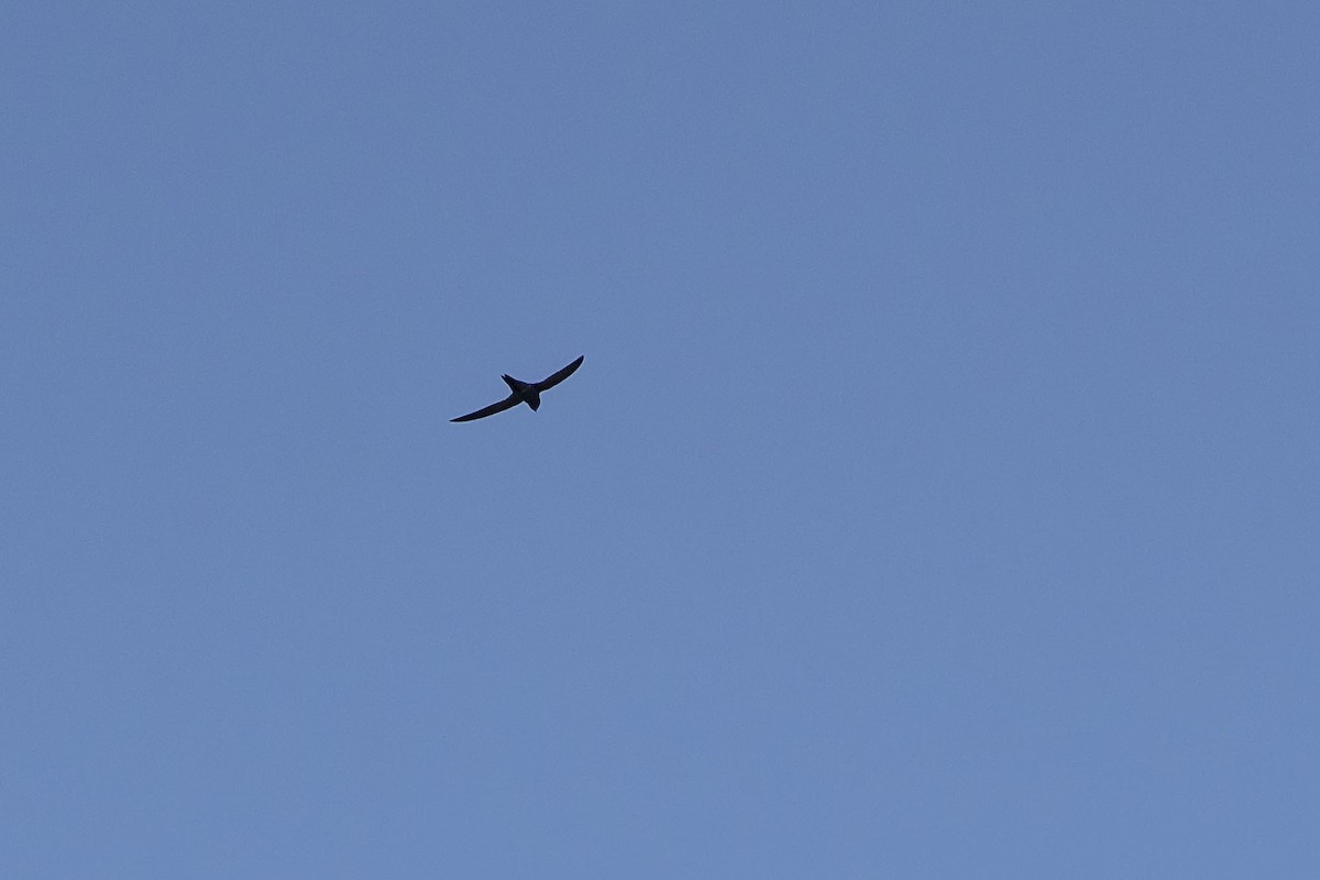 African Swift - ML642776345