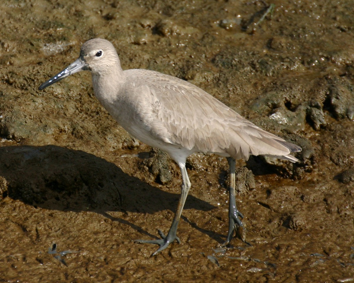 Willet - ML642776346