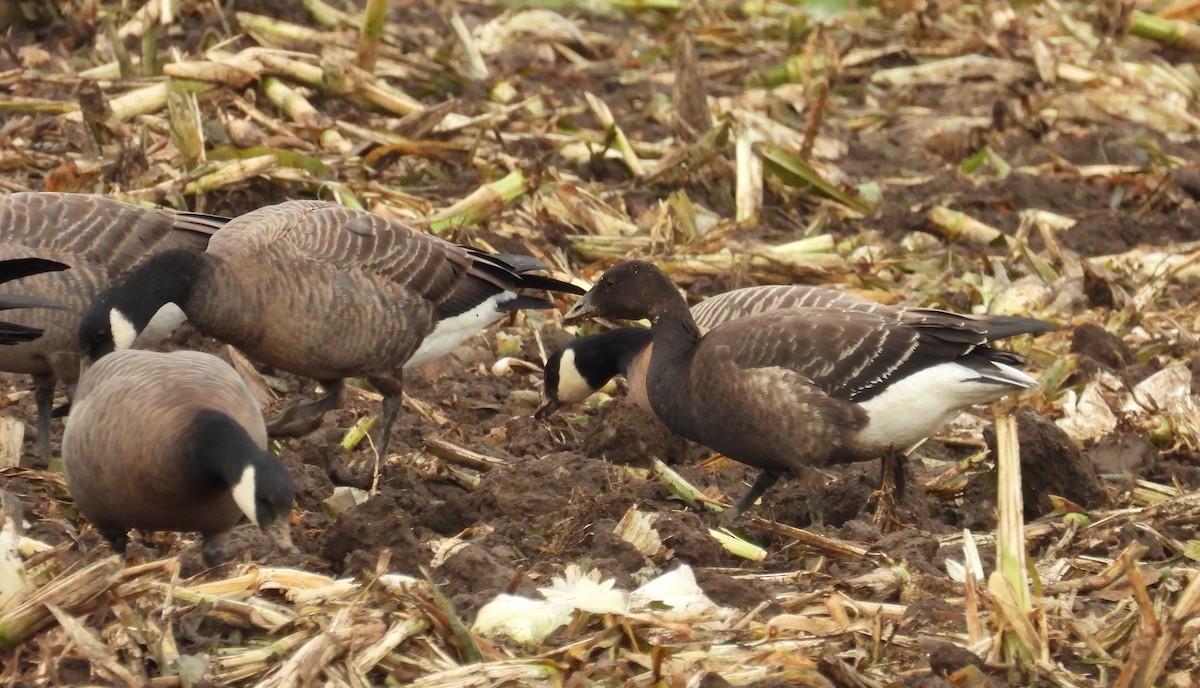 berneška tmavá (ssp. nigricans) - ML642776350